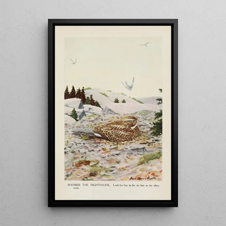 Louis Agassiz Fuertes - Boomer the Nighthawk.webp