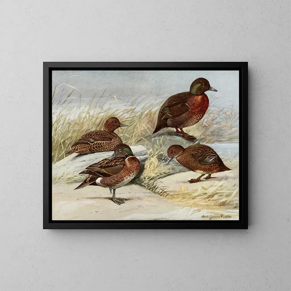 Braunente von der Auckland-Insel - Louis Agassiz Fuertes — gerahmtes Bild an der Wand