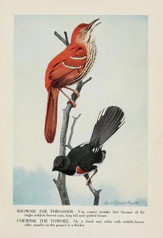 Louis Agassiz Fuertes - Brownie the Thrasher Chewink the Towhee.webp