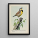Carol die Wiesenlerche - Louis Agassiz Fuertes — gerahmtes Bild an der Wand