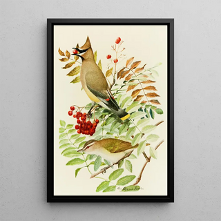 Louis Agassiz Fuertes - Cedar Waxwing RedEyed Vireo.webp