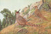Fasan Cheer - Louis Agassiz Fuertes — Ansicht des Kunstwerks