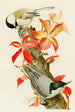 Mésange à tête noire Sittelle à poitrine blanche - Louis Agassiz Fuertes — Ansicht des Kunstwerks