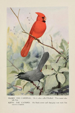 Louis Agassiz Fuertes - Glory the Cardinal Kitty the Catbird.webp
