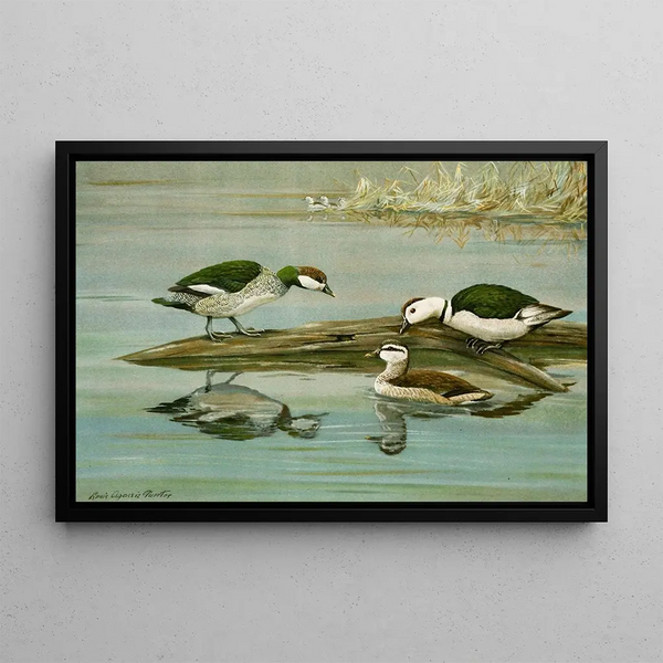 Louis Agassiz Fuertes - Green Pygmy Goose Indian Pygmy Goose.webp