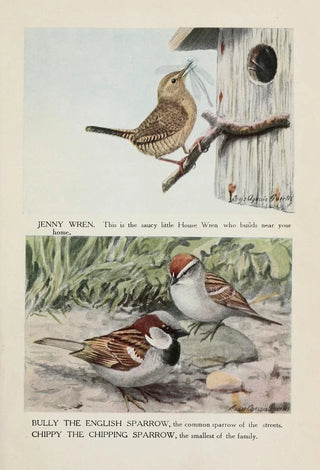 Louis Agassiz Fuertes - Jenny Wren Bully the English Sparrow Chippy the Chipping Sparrow.webp