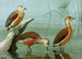 Dendrocygne siffleur, amerikanischer Dendrocygne, fauver Dendrocygne - Louis Agassiz Fuertes — Ansicht des Kunstwerks