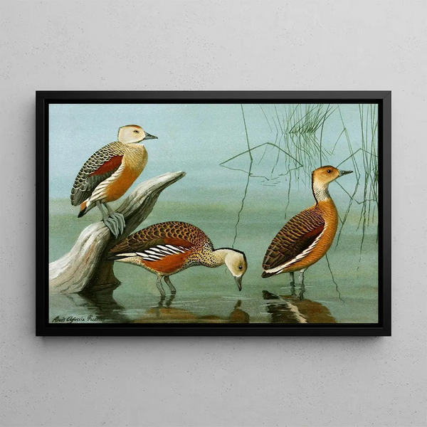 Dendrocygne siffleur, amerikanischer Dendrocygne, fauver Dendrocygne - Louis Agassiz Fuertes — gerahmtes Bild an der Wand