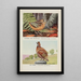 Longbill die Bécasse Bob White - Louis Agassiz Fuertes — gerahmtes Bild an der Wand