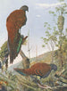Fasan Pfau mit bronzefarbener Schwanzflosse aus Malaysia - Louis Agassiz Fuertes — Ansicht des Kunstwerks