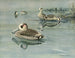 Enten mit rosa Ohren - Louis Agassiz Fuertes — Ansicht des Kunstwerks