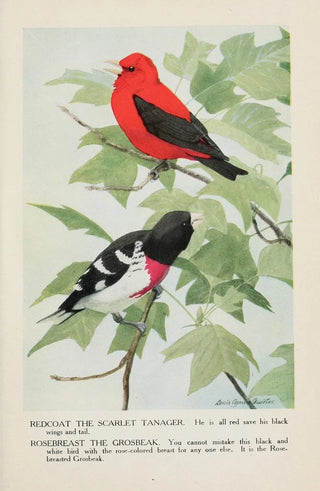 Louis Agassiz Fuertes - Redcoat the Scarlet Tanager Rosebreast the Grosbeak.webp