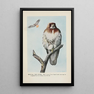 Louis Agassiz Fuertes - Redtail the Hawk.webp