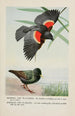 Redwing der Carouge mit Schulterklappen Speckles der Stelze - Louis Agassiz Fuertes — Ansicht des Kunstwerks