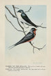 Skimmer l'Hirondelle bicolore Forktail l'Hirondelle rustique - Louis Agassiz Fuertes — Ansicht des Kunstwerks