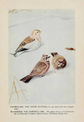 Louis Agassiz Fuertes - Snowflake the Snow Bunting Wanderer the Horned Lark.webp