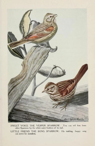 Louis Agassiz Fuertes - Sweet Voice the Vesper Sparrow Little Friend the Song Sparrow.webp