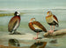 Dendrocygne mit weißem Gesicht, schwarzem Bauch und grauer Brust - Louis Agassiz Fuertes — Ansicht des Kunstwerks