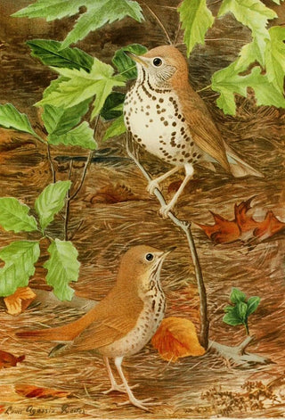 Louis Agassiz Fuertes - Wood ThrushHermit Thrush.webp