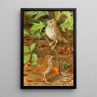 Louis Agassiz Fuertes - Wood ThrushHermit Thrush.webp