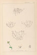 Herbier de la flore française Pl0002 - Louis Antoine Cusin — Ansicht des Kunstwerks
