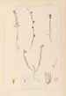 Herbier de la flore française Pl0008 - Louis Antoine Cusin — Ansicht des Kunstwerks