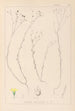 Herbier de la flore française Pl0010 - Louis Antoine Cusin — Ansicht des Kunstwerks