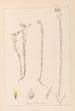 Herbier de la flore française Pl0011 - Louis Antoine Cusin — Ansicht des Kunstwerks