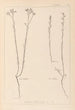 Herbier de la flore française Pl0012 - Louis Antoine Cusin — Ansicht des Kunstwerks