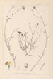 Herbier de la flore française Pl0013 - Louis Antoine Cusin — Ansicht des Kunstwerks