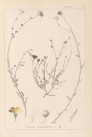 Louis Antoine Cusin - Herbier de la flore franaise Pl0013.webp