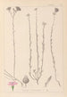 Herbier de la flore française Pl0014 - Louis Antoine Cusin — Ansicht des Kunstwerks