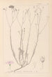 Herbier de la flore française Pl0015 - Louis Antoine Cusin — Ansicht des Kunstwerks