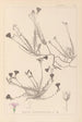 Herbier de la flore française Pl0016 - Louis Antoine Cusin — Ansicht des Kunstwerks