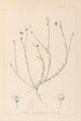 Herbier de la flore française Pl0018 - Louis Antoine Cusin — Ansicht des Kunstwerks