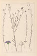 Herbier de la flore française Pl0019 - Louis Antoine Cusin — Ansicht des Kunstwerks
