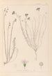 Herbier de la flore française Pl0020 - Louis Antoine Cusin — Ansicht des Kunstwerks