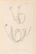 Herbier de la flore française Pl0021 - Louis Antoine Cusin — Ansicht des Kunstwerks