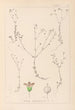 Herbier de la flore française Pl0023 - Louis Antoine Cusin — Ansicht des Kunstwerks