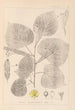 Herbier de la flore française Pl0025 - Louis Antoine Cusin — Ansicht des Kunstwerks