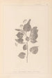 Herbier de la flore française Pl0027 - Louis Antoine Cusin — Ansicht des Kunstwerks