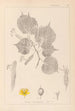 Herbier de la flore française Pl0028 - Louis Antoine Cusin — Ansicht des Kunstwerks