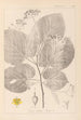 Herbier de la flore française Pl0029 - Louis Antoine Cusin — Ansicht des Kunstwerks
