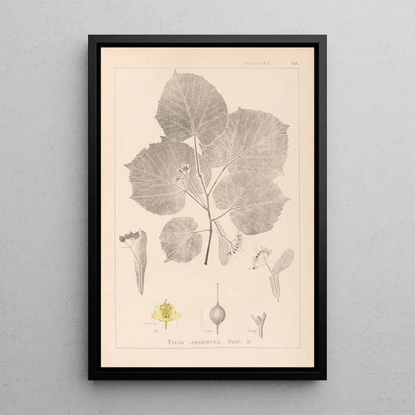 Louis Antoine Cusin - Herbier de la flore franaise Pl0030.webp