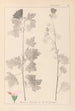 Herbier de la flore française Pl0034 - Louis Antoine Cusin — Ansicht des Kunstwerks