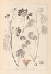Herbier de la flore française Pl0035 - Louis Antoine Cusin — Ansicht des Kunstwerks