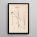 Herbier de la flore française Pl0037 - Louis Antoine Cusin — gerahmtes Bild an der Wand
