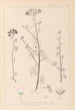 Herbier de la flore française Pl0037 - Louis Antoine Cusin — Ansicht des Kunstwerks