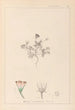 Herbier de la flore française Pl0038 - Louis Antoine Cusin — Ansicht des Kunstwerks