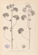 Herbier de la flore française Pl0041 - Louis Antoine Cusin — Ansicht des Kunstwerks